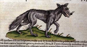 De wolf na de Historia Animalium door Conrad Gesner, Tiguri 1560. Biblioteca nazionale Braidense. Milaan door Unknown artist