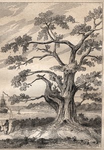 Derde reis (1776-1779) van kapitein James Cook (1728-1779): boom waaronder Cook de doorgang van Venus observeerde - illustratie uit De Grote Zeevaarders van de 18e eeuw