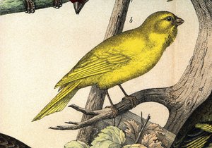 Een kanarie - in 