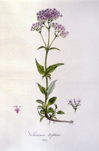 Valeriaan. 19e-eeuwse gravure
