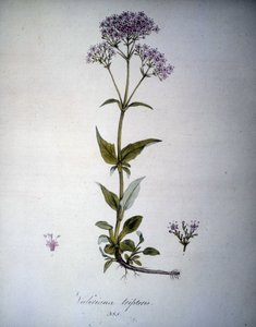 Valeriana mauve of Valeriana tripteris. 19e-eeuws herbarium door Unknown artist