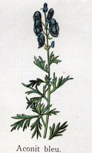 Giftige botanische planten: blauwe monnikskap. Gravure in The natural medication, door Friedrich Eduard Bilz