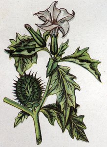 Giftige botanische planten: doornappel. Gravure in 