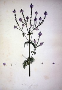 Verbena officinalis (Verbena officinale). 19e-eeuws herbarium