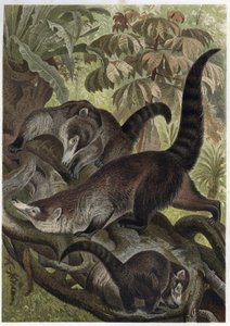 Witsnuitneusbeer ook bekend als coatimundi - Coati brun of coati met witte neus (Nasua narica) - gravure uit 