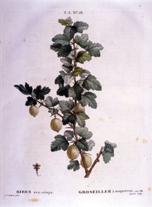 Witte aalbes of makreel: 19e-eeuwse botanische plaat door Unknown artist