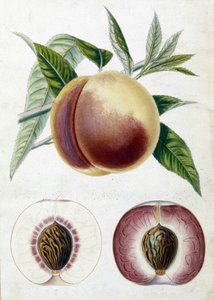 Witte perzik