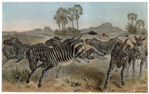Zebra - Afrikaanse paardachtigen (paardenfamilie) - gravure uit 