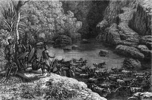 Zululand in Afrika: omdat het bos niet de nodige middelen biedt, is de Zulu-stam verplicht af te dalen naar de vlaktes waar ze landbouw bedrijven en vee fokken. Gravure in "La Nature" door Unknown artist