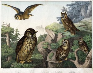 a: Gouden Uil (Bubo ignavus), b: Hulotte (kat-uil) (Asio schelp), c: Wilde Uil (Syrnium aluco), d: Uil (Strix flammea), e: Uil (Athene noctua) - in 