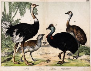 a: Grote trap (Otis tarda), b: Kasuaris (Casarius galeatus), c: Afrikaanse struisvogel (Struthio camelus), d: Nandon (Rhea Americana) -In 