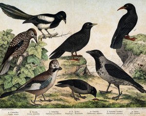 a: Bonte kraai (Corvus cornix), b: Kauw (Corvus monedula), c: Gaai (Garrulus glandarius), d: Notenkraker (Nucifraga caryocatactes), e: Geelsnavelchocad (Pyrrohocorax alpinus), f: Roodsnavelchocad (Pyrrhocorax pyrrhocorax) - in 