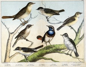 a: Nachtegaal (Luscinia vera), b: Pettazzuro (Cyanecula suecica), c: Zwartkop (Sylvia atricapilla), d: Braamsluiper (Sylvia ciciera), e: Tuinfluiter (Sylvia salicaria), f: Grasmus (Sylvia curruca), g: Spotvogel (Hypolais icterina) - in 
