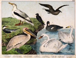 a: Zeester (Sterna hirundo), b: Middelste jager (Stercorarius pomarinus), c: Stormvogel (Thalassidroma pelagica), d: Albatros (Diomedea exulans), e: Pelikaan (Pelecanus onocratalus), f: Koninklijke zwaan (Cygnus olor), g: Wilde zwaan (Cygnus musicus), h: W