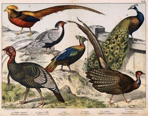 a: Zilverfazant (Euplocamus nycthemerus), b: Goudfazant (Thaumalea picta), c: Majestueuze fazant (Argus giganteus), d: Blauwe pauw (Pavo cristatus), e: Lophophorus impeyanus, f: Kalkoen (Meleagris gallo-pavo), in 