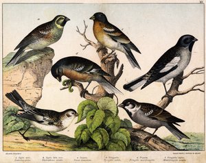 a: Mus (Emberiza circlus), b: Sneeuwmus (Plectrophanes nivalis), c: Mus (Pour domesticus), d: Vink (Fringilla coelebs), e: Noordelijke Vink (Fringilla montifringilla), Niverolle (Montifringilla nivalis) - in 