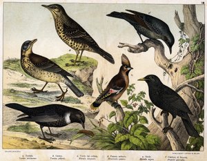 a: Lijster (Turdus viscivorus), b: Lijster (Turdus pilaris), c: Merel (Merula torquata), d: Blauwe Merel (Monticola cyanus), e: Merel (Merula nigra), f: Boheemse pestvogel (Ampelis garulus) - in 