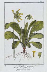De sleutelbloem (Primula veris) - in "Exercises de botanique à l