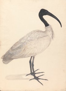 Een zwart-witte Indiase vogel, (een van een paar)