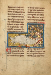 Een Caladriusvogel