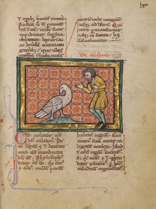 Een Caladriusvogel door Unknown artist