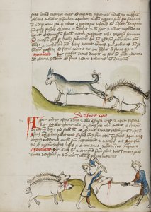 Een ezel die een wild zwijn schopt; een varken dat wordt geslacht