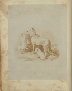 [Een groep van vijf honden].