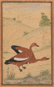Een paar Brahminy eenden door Unknown artist