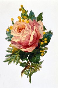 Een roos