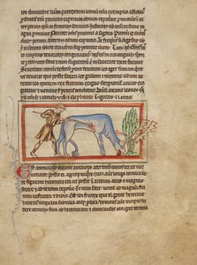 Een antilope