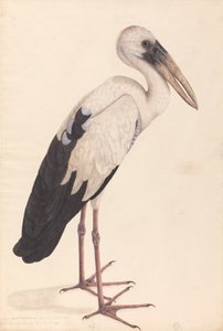 Een Aziatische openbekooievaar (Anastomus oscitans)