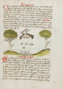 Een adelaar vliegt over een zwerm insecten