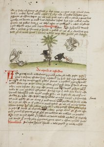 Een adelaar grijpt een slak; een kraai pikt naar een slak door Unknown artist