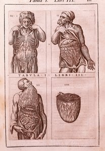 Anatomische plaat die de afmetingen, spieren van de buik, darmen en maag toont. Gravure in "Anatomia Corporis Humani" door Juan Valverde De Amusco door Unknown artist