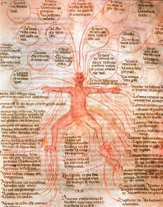 Anatomische kaart die de bloedsomloop illustreert Miniatuur uit het manuscript “De surgia” 13e eeuw Venetië Biblioteca Marciana