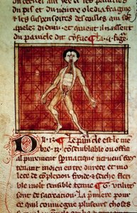 Anatomische figuur: huid, borst open. Miniatuur uit het manuscript Chirurgie geschreven door Henri de Mondeville door Unknown artist