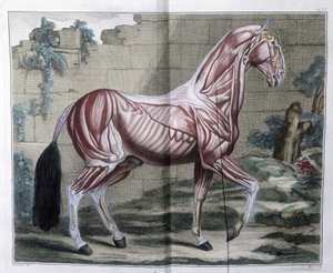 Anatomie van het paard: 