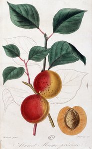 Abrikoos - botanische plaat