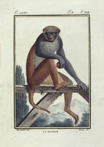Rhesusapen (rhesus). Illustratie van de 