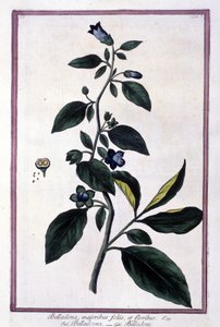Belladonna, bloemen en bessen. Giftige plant gebruikt in de geneeskunde. Gravure naar een 19e-eeuws herbarium.