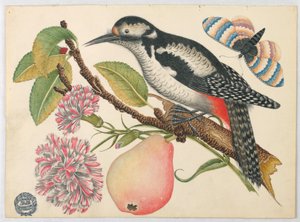 Vogel, vlinder en peer door Unknown artist
