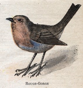 Vogels nuttig voor de landbouw: Roodborstje door Unknown artist