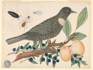 Zwarte vogel met bosbessen en abrikozen door Unknown artist