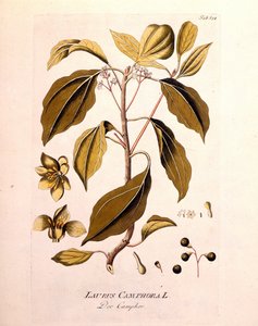 Botanische plaat: kamfer (Laurus Camphora). Gravure in 