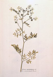 Botanische plaat: wijnruit (Ruta graveolens) door Unknown artist
