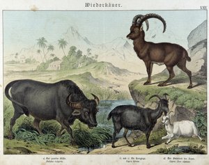 Buffel, geit, geit en steenbok - in 