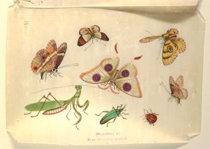 Vlinders en andere insecten door Unknown artist