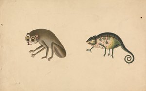 Kameleon en een zoogdier door Unknown artist