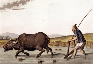 China, rijstgewassen ploegen met runderen - in “Het Oude en Moderne Kostuum” door Jules Ferrario