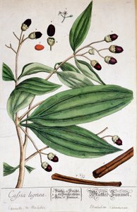 Kaneel van Malabar (India) door Unknown artist